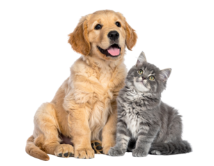  Playful Golden Retriever Puppy with Paw Around Gray Kitten, Both Looking Up, Isolated on Transparent Background
