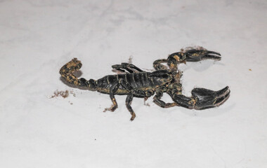Black Emperor Scorpion isolated on white background. Large black scorpion on the floor.