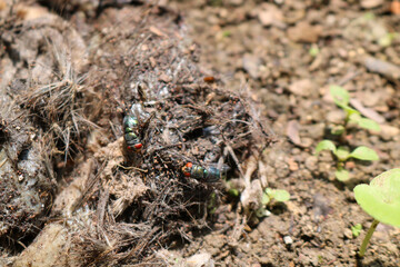 dead rat carcasses that have been eaten by flies and decomposers. Dead rats on the ground