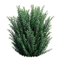 A Dense Green Shrub Bush With Small Leaves Isolated On A Transparent Black Background With Detailed Texture And Natural Form