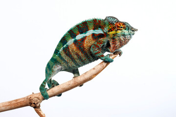 Panther chameleon // Pantherchamäleon (Furcifer pardalis) - Madagascar