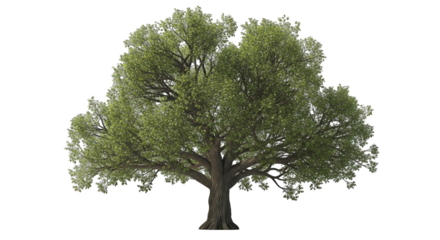 Majestic tree stands tall showcasing vibrant green foliage and sturdy trunk.