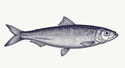 Fototapeta premium Herring fish illustration
