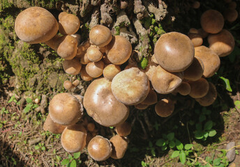 A closeup of Armillaria ostoyae (Honey Fungus) mushroom cluster growing on the roots of a coconut tree. The parasitic fungus grows on the tree roots.