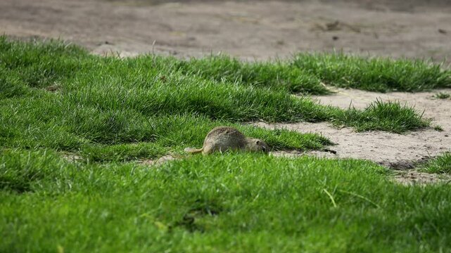 Small rodent foraging and moving in natural habitat. Ground squirrel on grass. Wildlife nature, animal behavior outdoor scene captured in high resolution. Ground squirrel in natural habitat video 4k