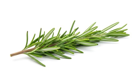 Fototapeta premium Rosemary sprig isolated on white background