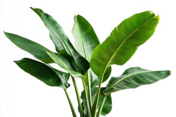 Obraz premium A lush green banana tree with large, vibrant leaves, standing tall against a backdrop of a clear blue sky.