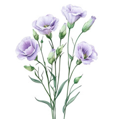 Gentle purple eustoma flowers bloom with delicate buds on green stems
