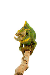 Jackson’s chameleon // Dreihorn-Chamäleon (Trioceros jacksonii xantholophus) - Kenya