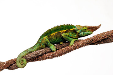 Jackson's chameleon // Dreihornchamäleon (Trioceros jacksonii "willegensis") - Kenya