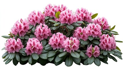 Fototapeta premium Round - shaped Tree with Abundant Pink Rhododendron Flowers on Green Grass