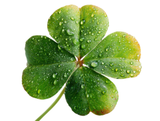 Fresh green four leaf clover with water droplets, symbolizing luck and nature beauty