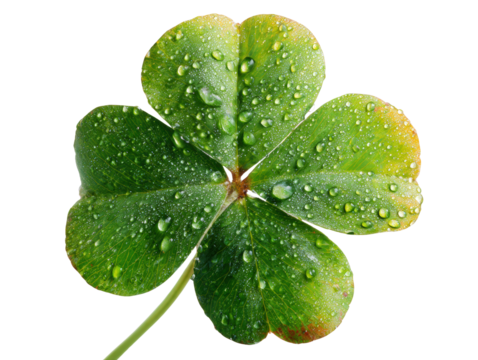 Fresh green four leaf clover with water droplets, symbolizing luck and nature beauty