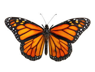 Fototapeta premium Vibrant butterfly with orange and black wings, showcasing intricate patterns and delicate features, symbolizes beauty