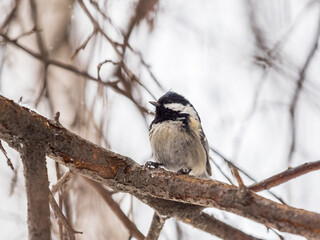 Beautiful bird Coal tit, lat. Periparus ater, sitting on a branch without leaves in the autumn or winter.