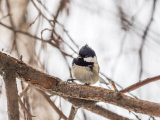 Beautiful bird Coal tit, lat. Periparus ater, sitting on a branch without leaves in the autumn or winter.