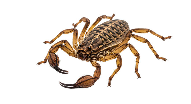 Closeup of a pseudoscorpion small arachnid with pincers isolated on white background