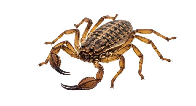 Closeup of a pseudoscorpion small arachnid with pincers isolated on white background