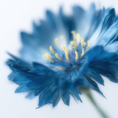 Close Up Of A Beautiful Blue Cornflower
