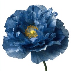 Vibrant Deep Blue Poppy Flower Close Up
