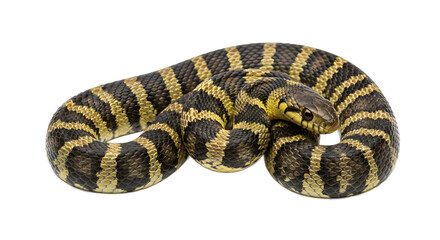 Fototapeta premium Checkered keelback snake a non-venomous snake with yellow and black stripes isolated on white background
