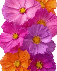 Vertical Bouquet Of Multicolored Cosmos