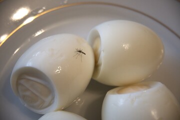 A mosquito sitting on peeled boiled eggs, close-up view. Unusual concept of food and insect...