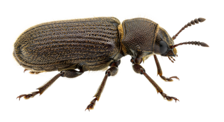 Dark brown beetle isolated on white close-up macro shot of insect pest control concept