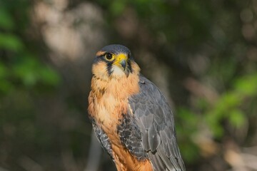 Aplomado Falcon