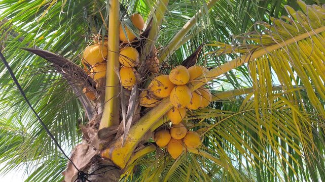 A Yellow Coconut (Kelapa Gading or Cocos nucifera) is featured on the palm. Its golden-yellow husk makes it a popular choice for both ornamental planting and fresh fruit harvesting.