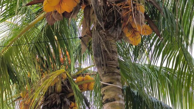 A Yellow Coconut (Kelapa Gading or Cocos nucifera) is featured on the palm. Its golden-yellow husk makes it a popular choice for both ornamental planting and fresh fruit harvesting.