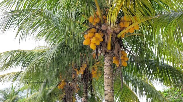 A Yellow Coconut (Kelapa Gading or Cocos nucifera) is featured on the palm. Its golden-yellow husk makes it a popular choice for both ornamental planting and fresh fruit harvesting.