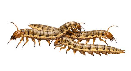 Group of soil centipedes detailed illustration of arthropods isolated on white background