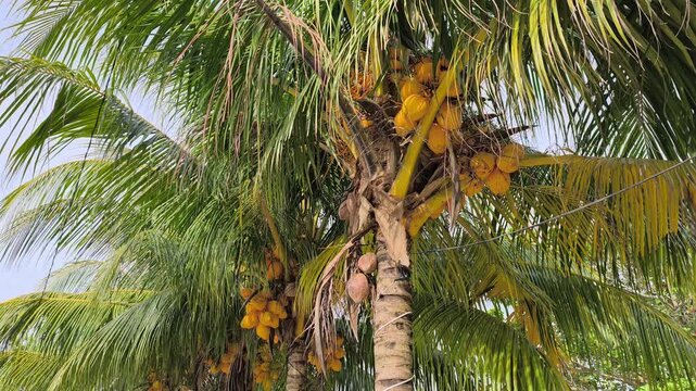 A Yellow Coconut (Kelapa Gading or Cocos nucifera) is featured on the palm. Its golden-yellow husk makes it a popular choice for both ornamental planting and fresh fruit harvesting.