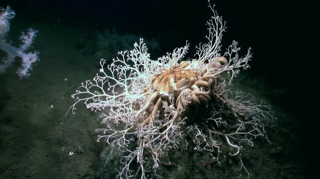 Observe Gorgonocephalus eucnemis, or Gorgon's head starfish, resting on ocean floor. Its branching arms create stunning, intricate pattern against dark abyssal backdrop.