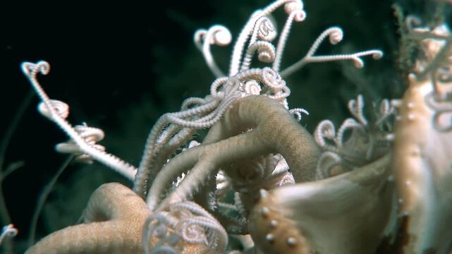Ophiura Ophiuroidea, the Gorgon's head, is seen in its natural habitat. The star-shaped echinoderm unfurls its arms, waiting for the darkness of night to hunt for its prey in frigid Arctic waters.