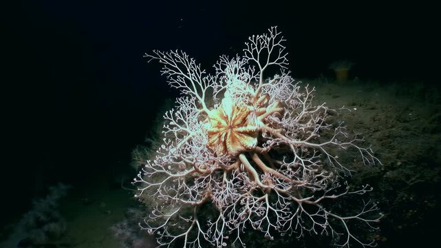 Observe stunning Gorgonocephalus eucnemis, also known as Gorgon's head brittle star, gracefully extending its branching arms in deep ocean. This remarkable echinoderm exhibits unique beauty.