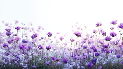 Purple And Pink Flowers Field Background