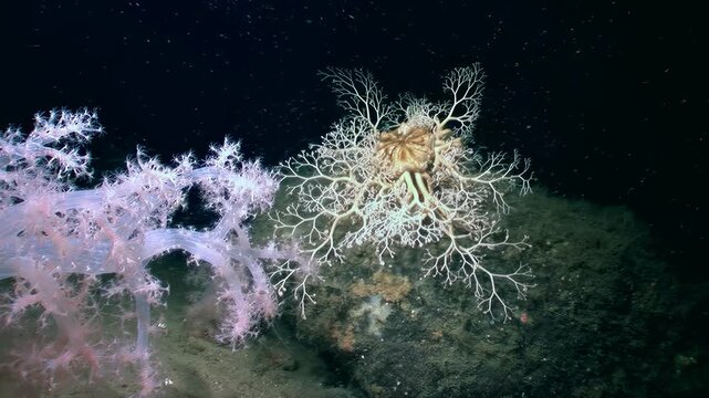 Observe Gorgonocephalus eucnemis, brittle star also known as Gorgon's Head. Its branching arms, resembling Medusa's hair, slowly unfold in darkness of deep ocean environment its intricate structure.