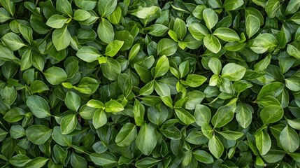 Lush Green Leaves and Vibrant Foliage Forming a Natural Pattern, Close-up of Healthy Plant Life and Botanical Texture