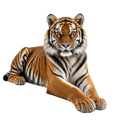 Fototapeta premium Relaxed tiger with orange fur and black stripes lying down