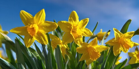The daffodils basking in bright spring sunlight against a clear blue sky