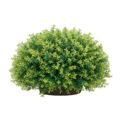 Obraz premium A Lush Green Spherical Bush with Variegated Leaves Isolated on a Transparent Background Showcasing Natural Foliage and Garden Botany in a Detailed Render