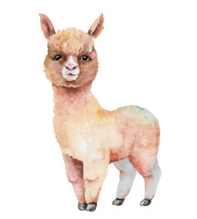 Fluffy brown alpaca hand drawn watercolor illustration isolated on white. Cute cartoon wild animal lama. Funny clipart for children's, travel, zoo designs, kids games, educational activities, cards
