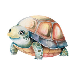 Turtle hand-drawn watercolor illustration isolated on white. Cute cartoon wild animal in shell. Funny clipart for children's, zoo, travel, wildlife designs, games, educational activities, cards