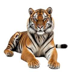 Fototapeta premium Lying tiger with orange and black stripes stares out from the darkness