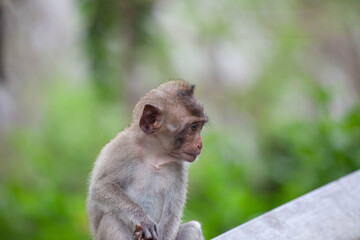可愛いサル