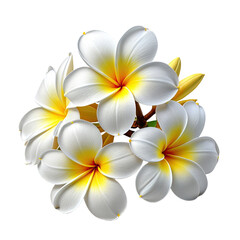 Fototapeta premium Plumeria cluster white petals, yellow centers. Isolated on black
