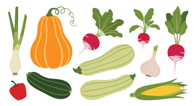 Colorful collection of various fresh and healthy garden vegetables, including squash, corn, zucchini, radishes, and leeks.