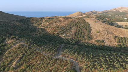 Crete North Region during summer with Olive trees during dry season